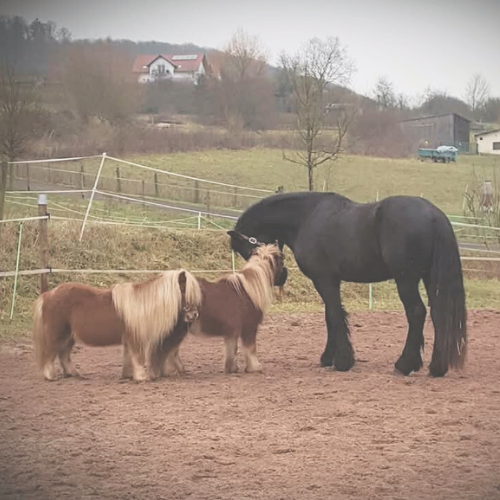 Haustiere Hundesalon Zottelbär