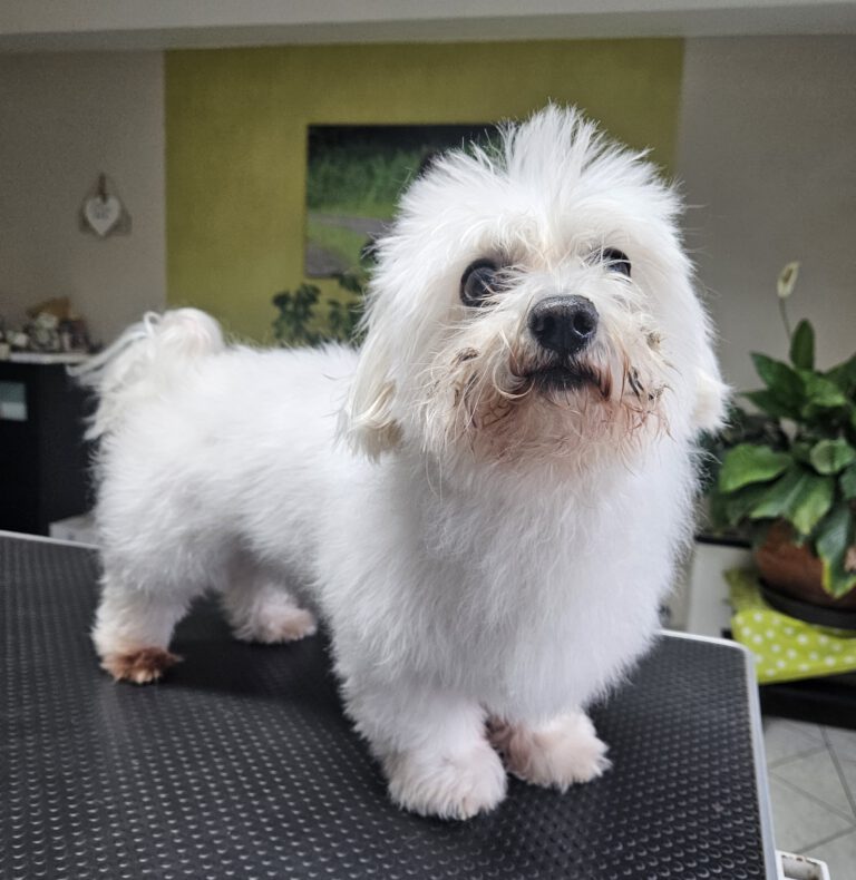 Fellpflege Malteser Vorher Foto im Hundesalon Zottelbär