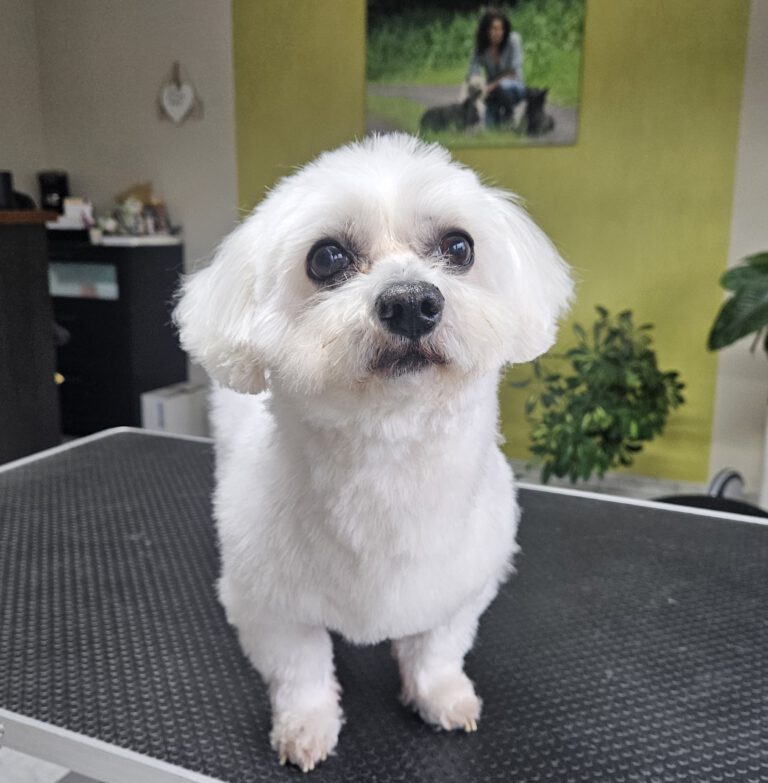 Fellpflege Malteser Nachher Foto im hundesalon