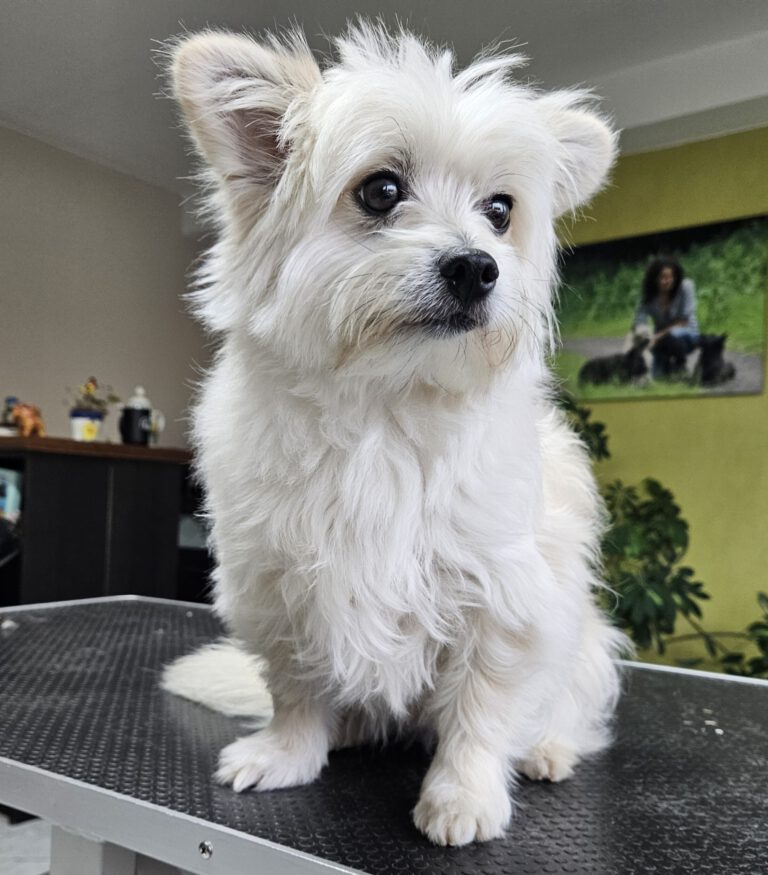 Fellpflege Westi-Mix Spocky Vorher Foto im Hundesalon Zottelbär