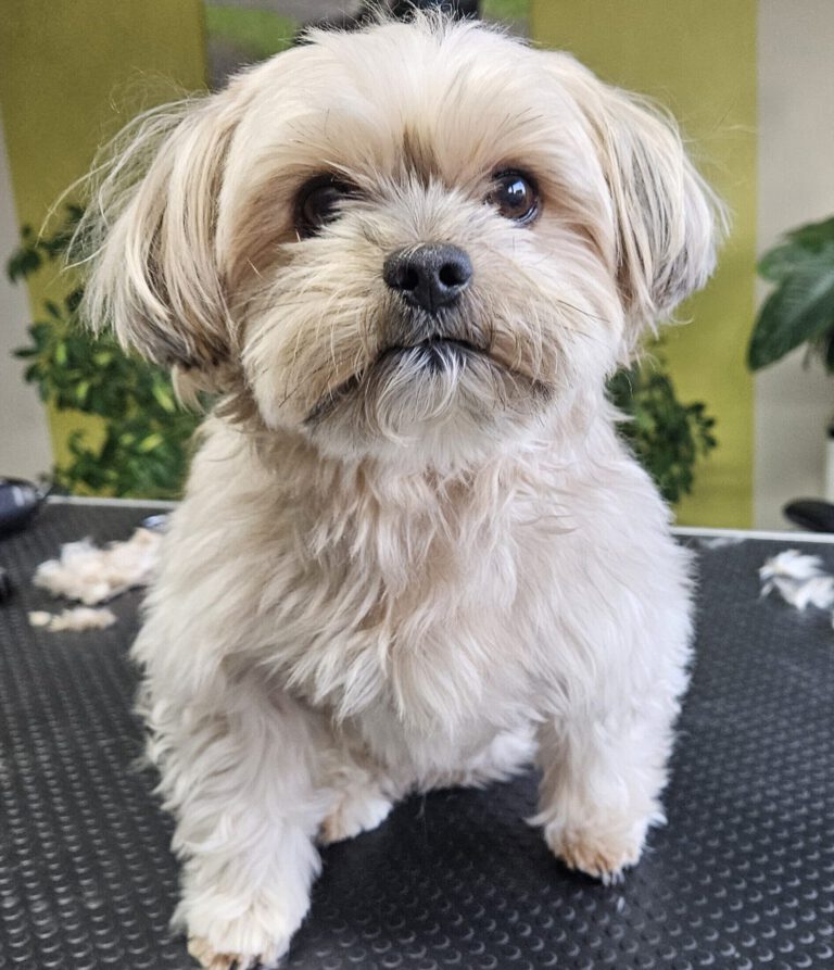 Bolonka Zwetna Mix Vorher Foto im Hundesalon Zottelbär