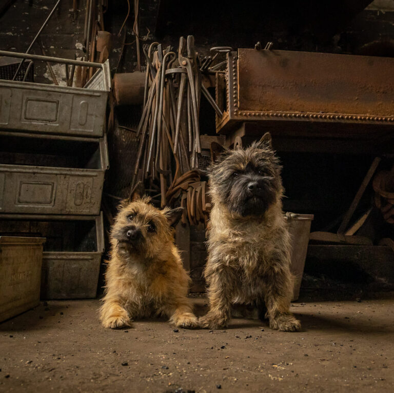 Teammitglieder Neala und Filou im Hundesalon Zottelbär
