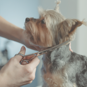 Fellpflege, Fell schneiden im Hundesalon Zottelbär
