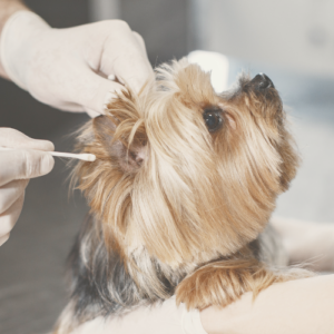 Hunde Hygiene, Ohrensäubern Hundesalon Zottelbär