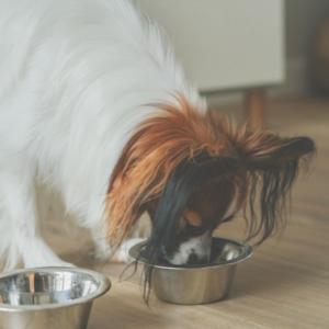 Ernährung für ganzheitliche Hundepflege im Hundesalon