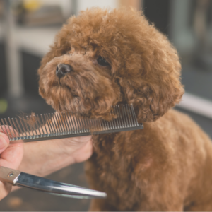 Fellschneiden und Kämmen im Hundesalon