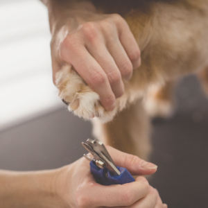 Krallen schneiden bei Hunden