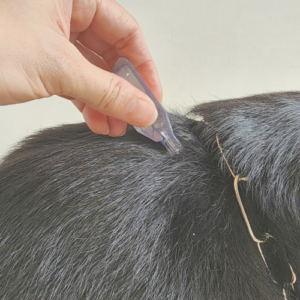 Zeckenentfernen im Hundesalon Zottelbär