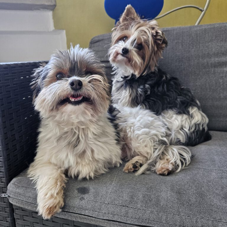 Biewer Terrier Fellpflege Vorher Foto im Hundesalon Zottelbär