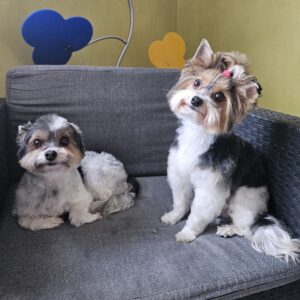 Biewer Terrier Fellpflege Nachher Foto
