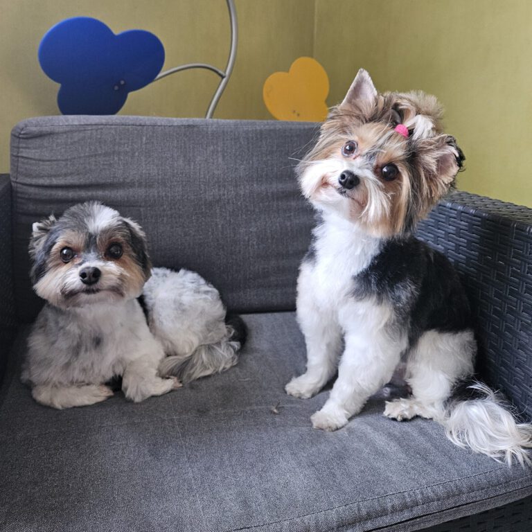 Biewer Terrier Fellpflege Nachher Foto