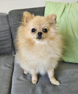 Pomeranian Spitz Fellpflege Vorher Foto im Hundesalon Zottelbär