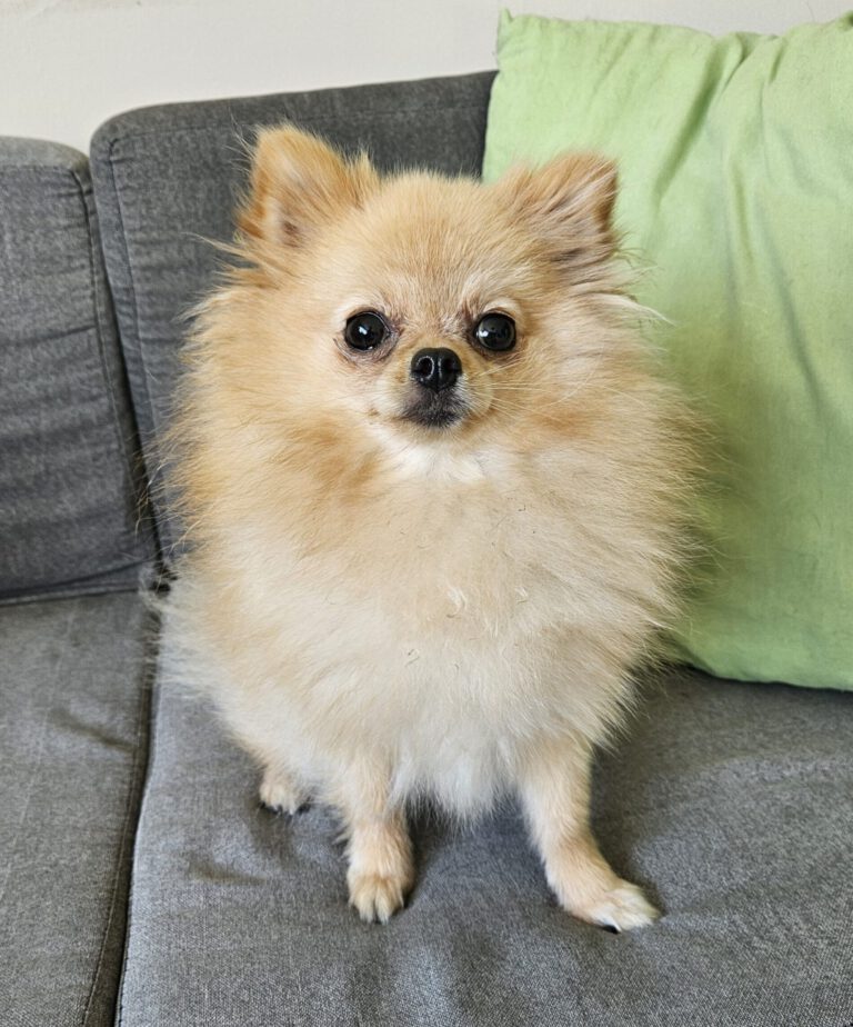Pomeranian Spitz Fellpflege Vorher Foto im Hundesalon Zottelbär