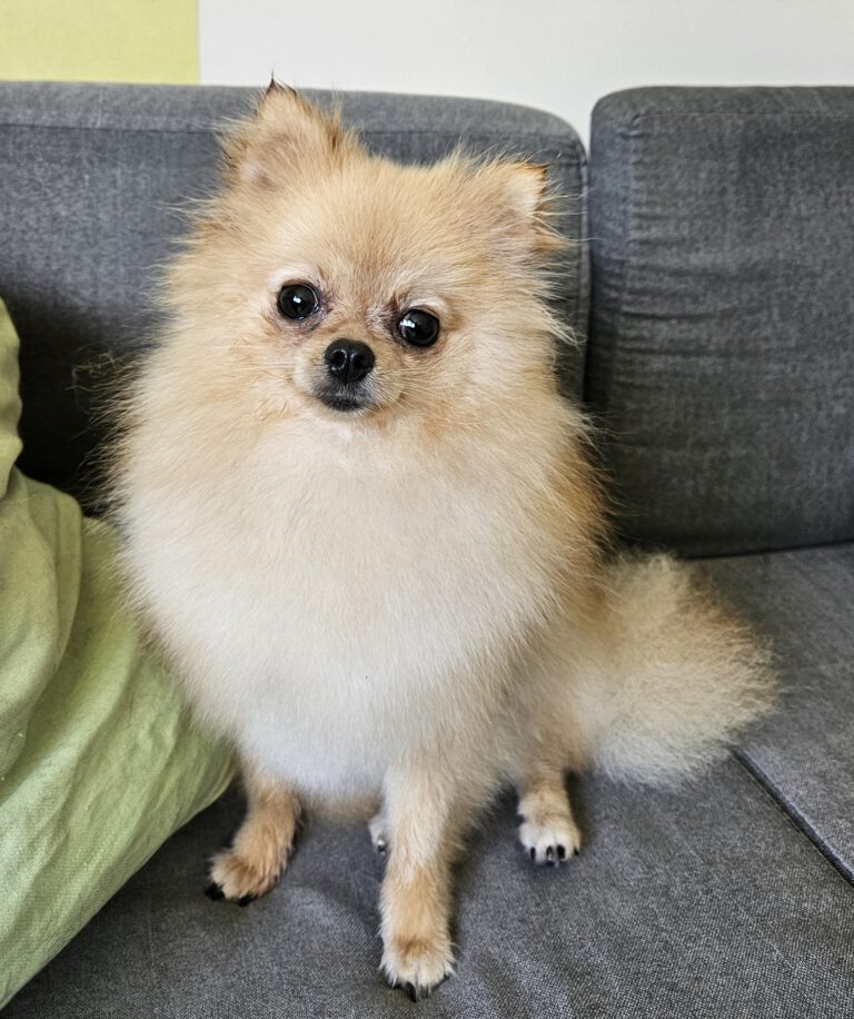 Pomeranian Spitz Fellpflege Nachher Foto im Hundesalon