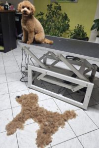 Zwergpudel Fellpflege Nachher Foto im Hundesalon Zottelbär