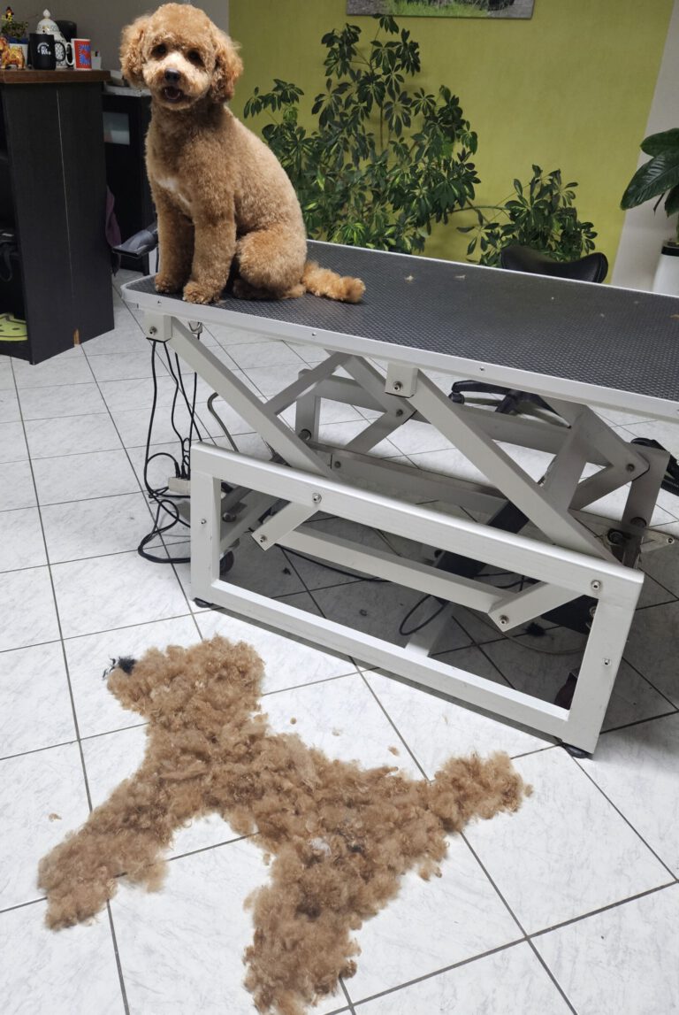 Zwergpudel Fellpflege Nachher Foto im Hundesalon Zottelbär