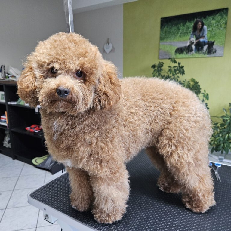 Zwergpudel Fellpflege Vorher Foto im Hundesalon Zottelbär