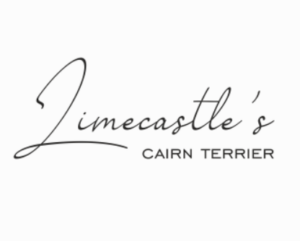 Hunde Zucht: Limecastles Cairn Terrier