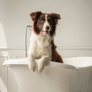 Kosten ganzheitliche Hundepflege, gebadeter Hund