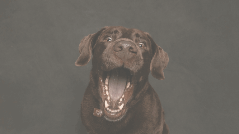 Hunde Leckerlis