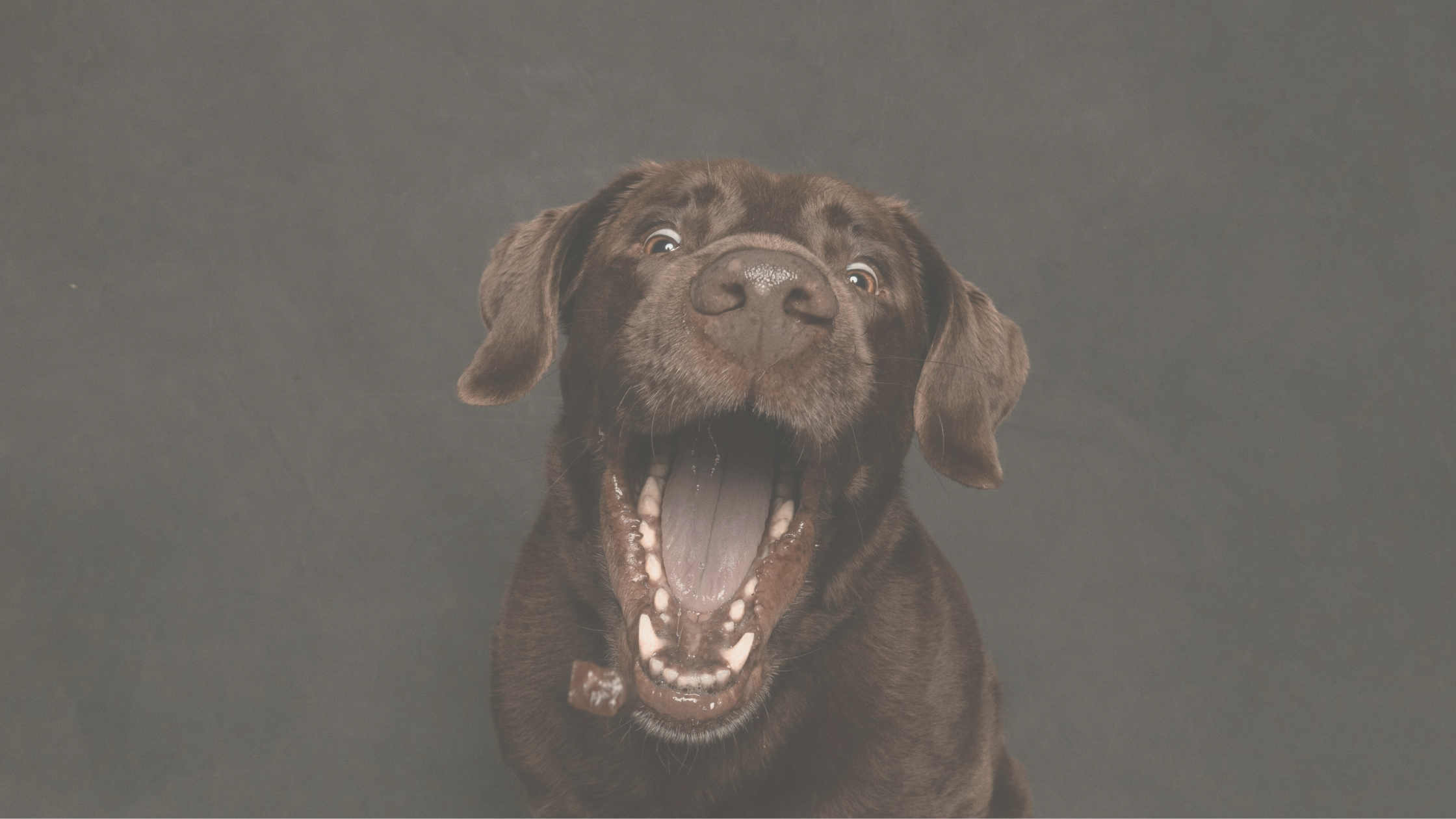 Hunde Leckerlis
