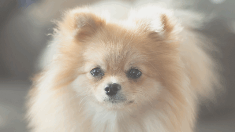 Pomeranian Fellpflege