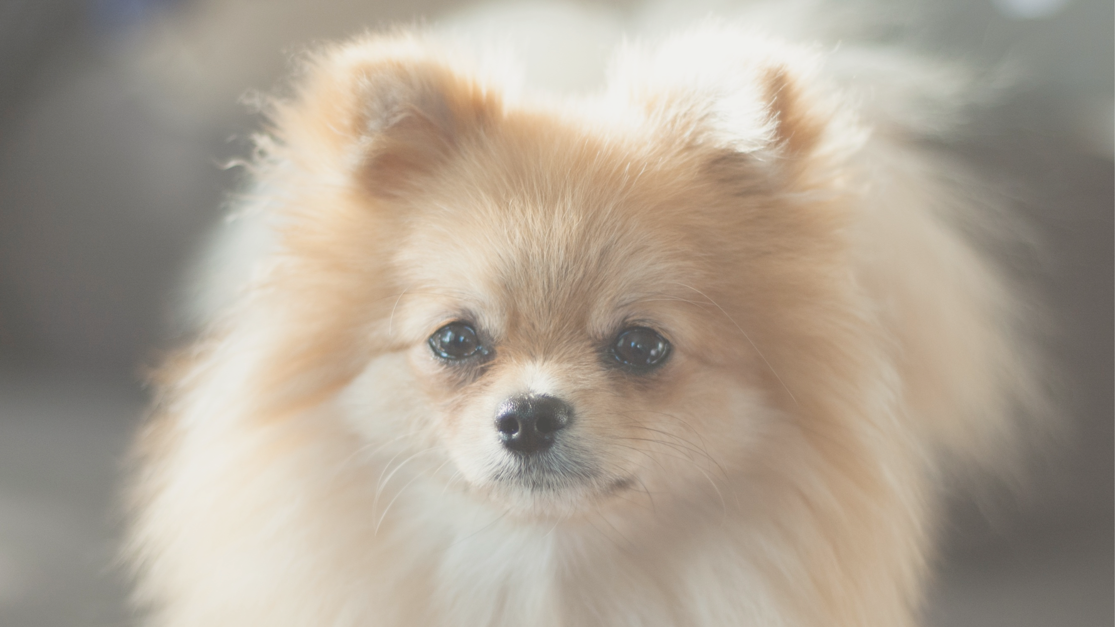 Pomeranian Fellpflege