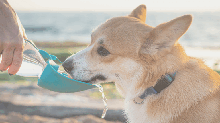 Hund im Sommer