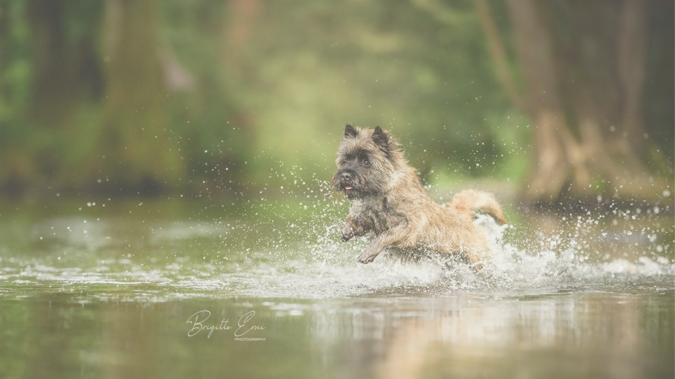 Hund badet im Fluss